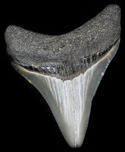 Bargain Megalodon Tooth - Maryland #29971